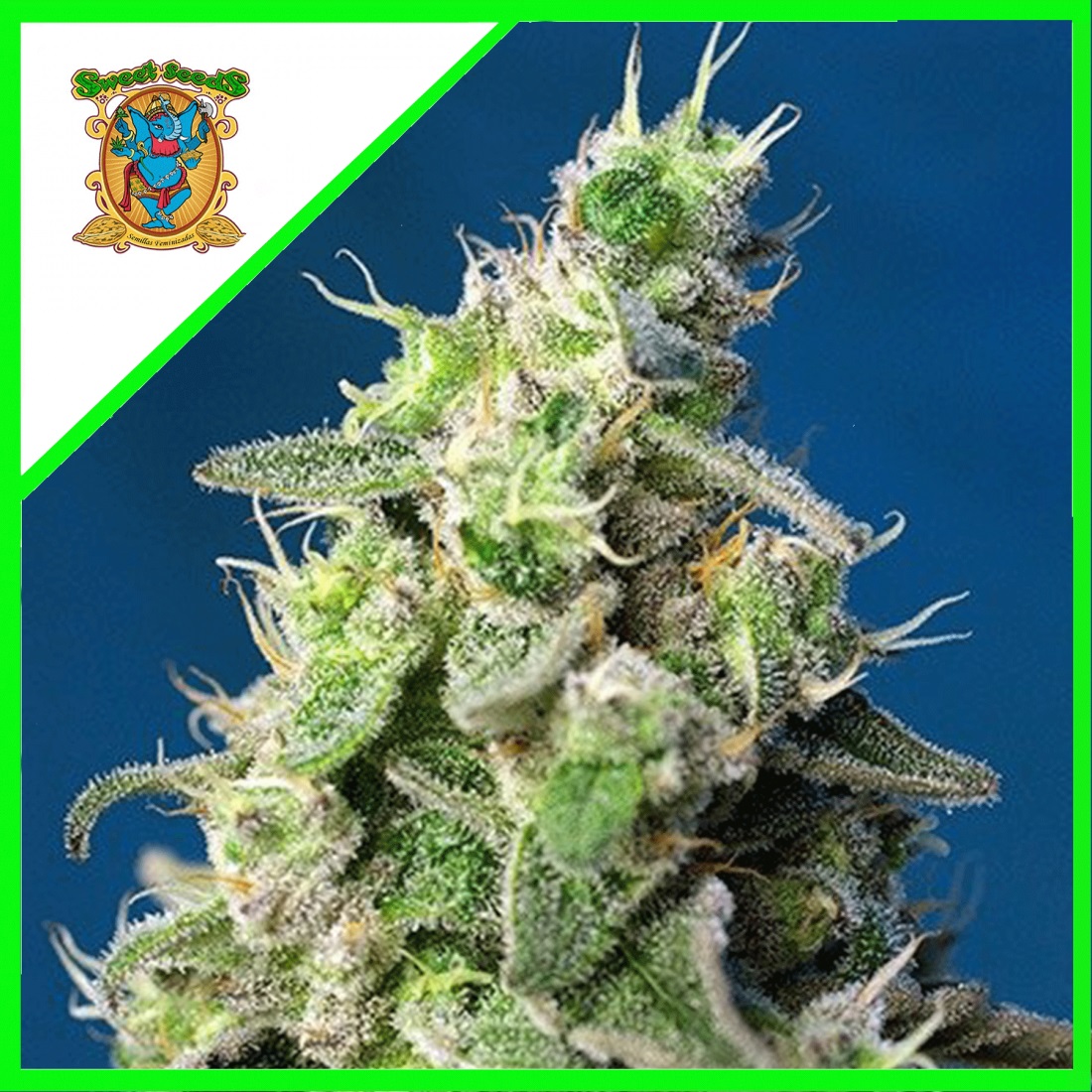 sweet-seeds-cheese-xl-auto-x-3_1